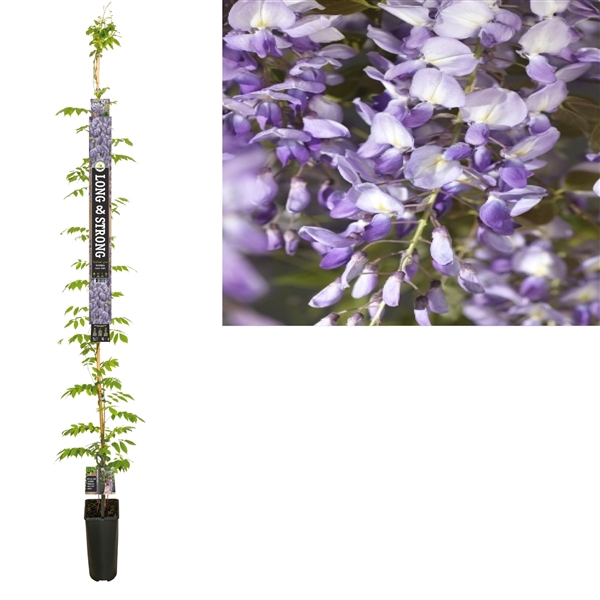 <h4>Wisteria sinensis 'Prolific' +Long & strong label</h4>