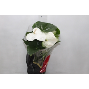 ANTHURIUM ALASKA P17 PREMIUM