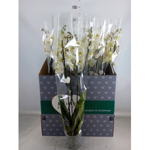 Phalaenopsis   ...white