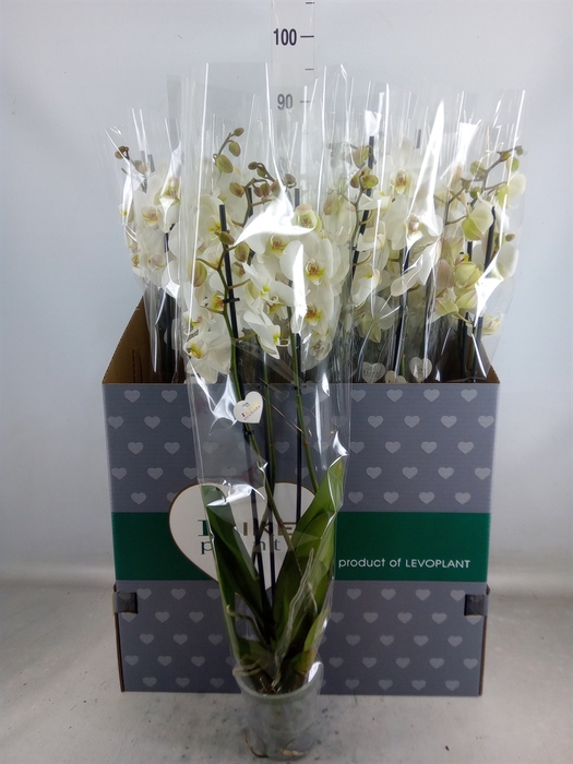 <h4>Phalaenopsis   ...white</h4>