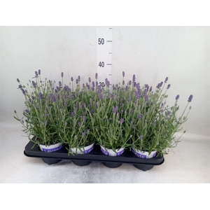 Lavandula angus. 'Hidcote'