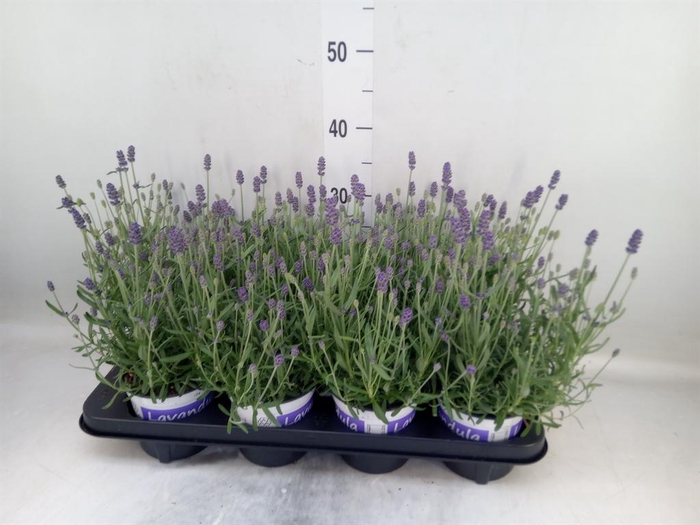 <h4>Lavandula angus. 'Hidcote'</h4>