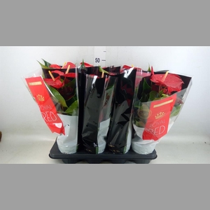 Anthurium andr. 'Querida'
