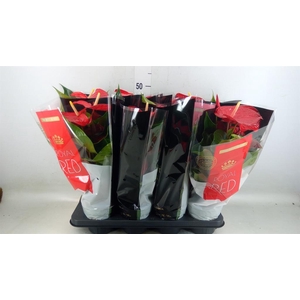 Anthurium andr. 'Querida'