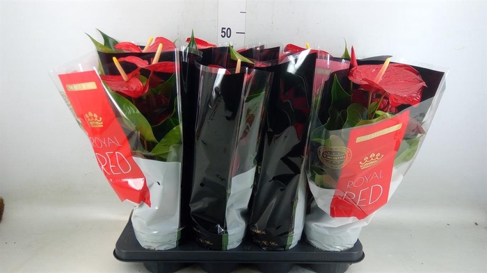 <h4>Anthurium andr. 'Querida'</h4>