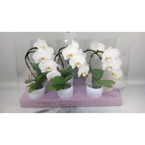 Phalaenopsis   ...white
