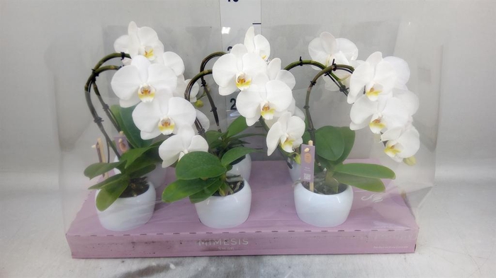 <h4>Phalaenopsis   ...white</h4>