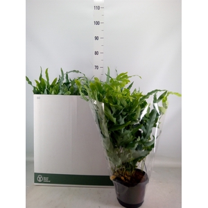 Phlebodium aureum 'Blue Star'