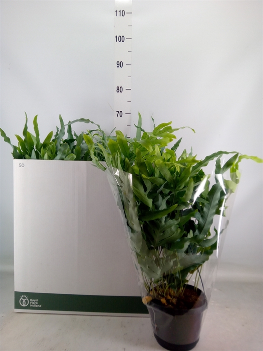 <h4>Phlebodium aureum 'Blue Star'</h4>
