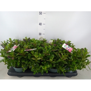 Hebe  'Hebedonna Julia'