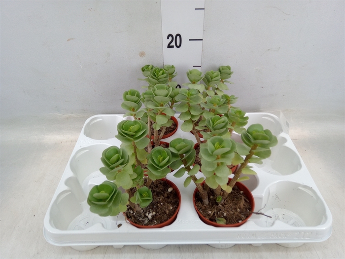 <h4>Portulacaria afra</h4>