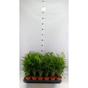 Chamaedorea elegans