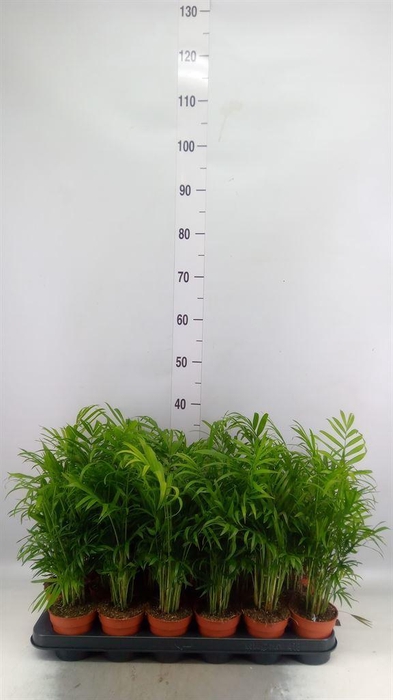 <h4>Chamaedorea elegans</h4>