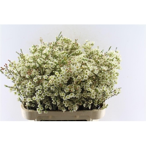 Chamelaucium Sirius White