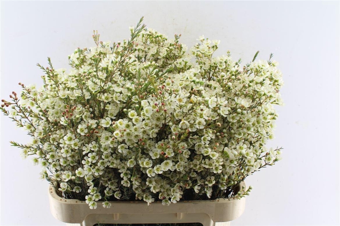 <h4>Chamelaucium Sirius White</h4>