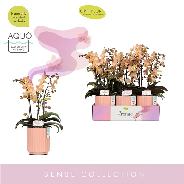 <h4>Aromio Fresh 3 spike in Molise Salmon Aquo</h4>