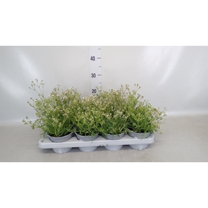 Gypsophila  'Summer Snow'