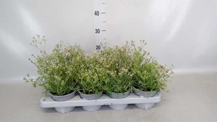 <h4>Gypsophila  'Summer Snow'</h4>