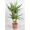 YUCCA
