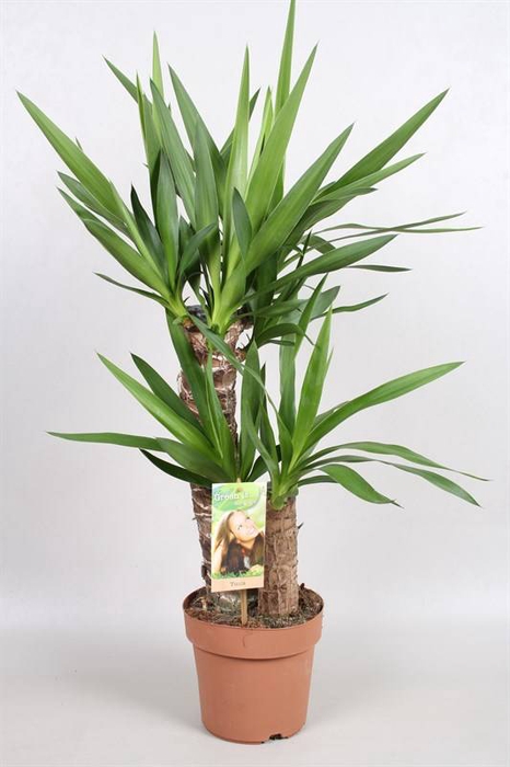 YUCCA