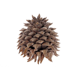 Pinecone Coultier Pine Wax Sugared Slv L35