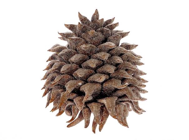 Pinecone Coultier Pine Wax Sugared Slv L35