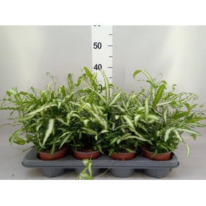 Pteris cretica 'Albolineata'