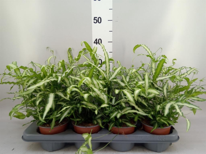 <h4>Pteris cretica 'Albolineata'</h4>