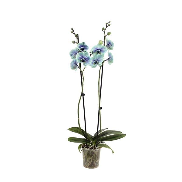 <h4>Phal I Am Northern Light 2T14+</h4>