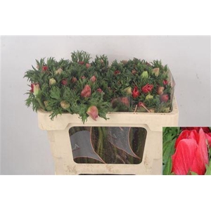 Anemone Galil Red