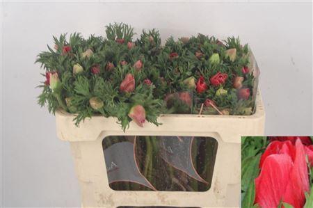 <h4>Anemone Galil Red</h4>