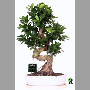 Ficus microcarpa 'Ginseng'