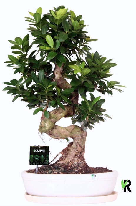 <h4>Ficus microcarpa 'Ginseng'</h4>