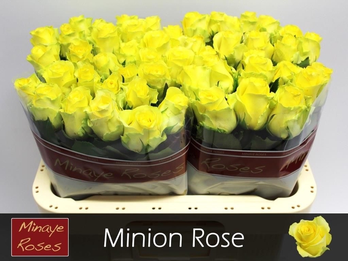 <h4>R GR MINION ROSE</h4>