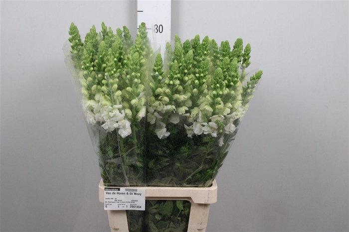 <h4>Antir Potomac White</h4>