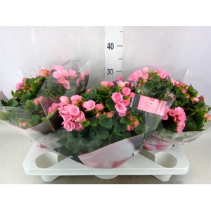 Begonia elat. EN 'Betulia Candy'