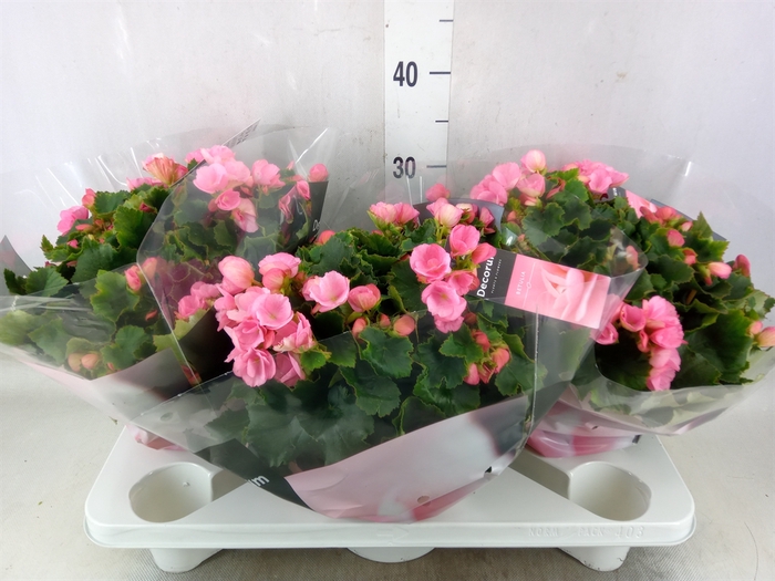 <h4>Begonia elat. EN 'Betulia Candy'</h4>