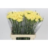 Dianthus St Reina Oro