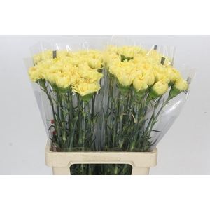 Dianthus St Reina Oro