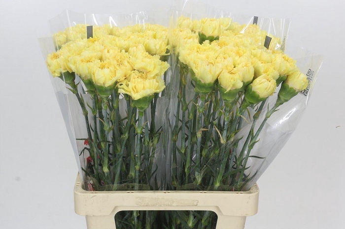 <h4>Dianthus St Reina Oro</h4>