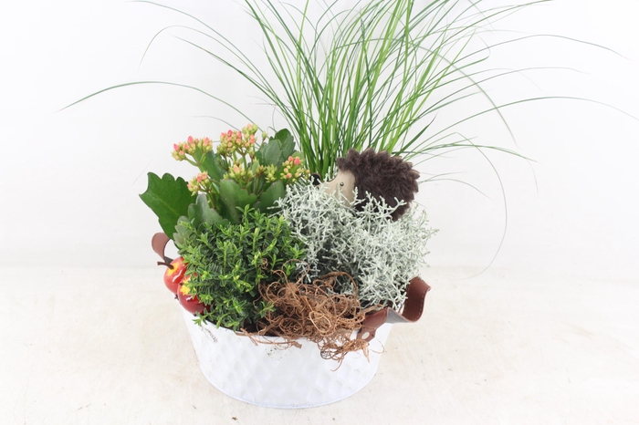 <h4>arr4 Outdoor VL - White diamond pot oor</h4>