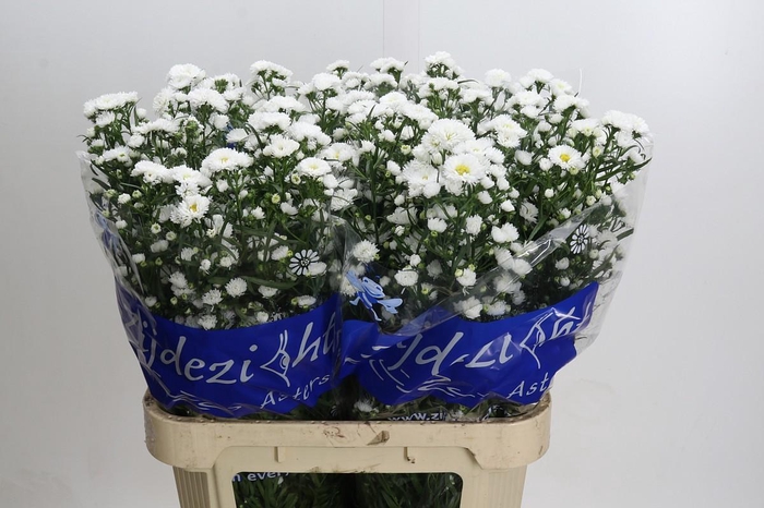 <h4>Aster Cassy</h4>