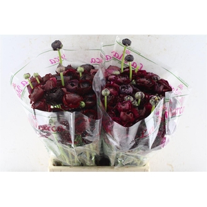 Ran Kloon Prima Sherry