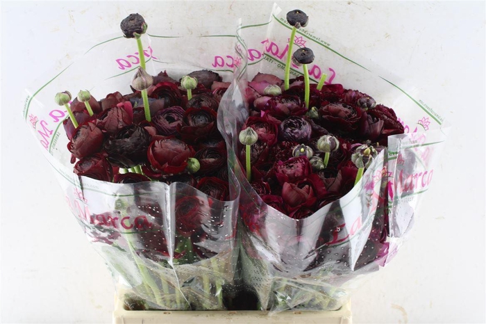 <h4>Ran Kloon Prima Sherry</h4>