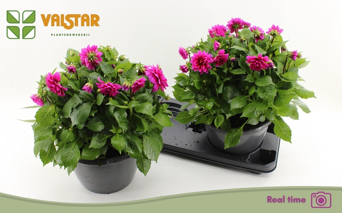 <h4>DAHL L ME DEEP PINK</h4>