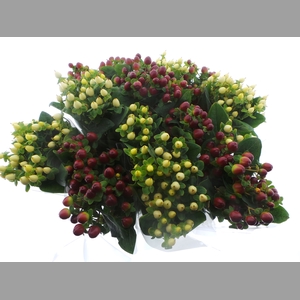 BQ Mono Hypericum x5 mix 50cm