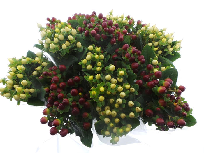 <h4>BQ Mono Hypericum x5 mix 50cm</h4>