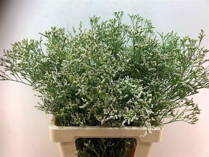 <h4>LIM WHITE NETO</h4>