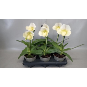 Paphiopedilum  'Amerikaanse hybrid'