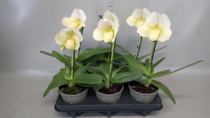 <h4>Paphiopedilum 'Amerikaanse hybrid'</h4>